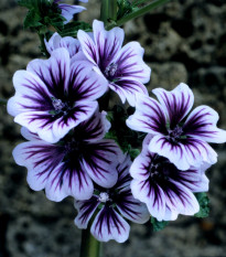 Sléz lesní Zebrina - Malva sylvestris - semena slézu - 50 ks